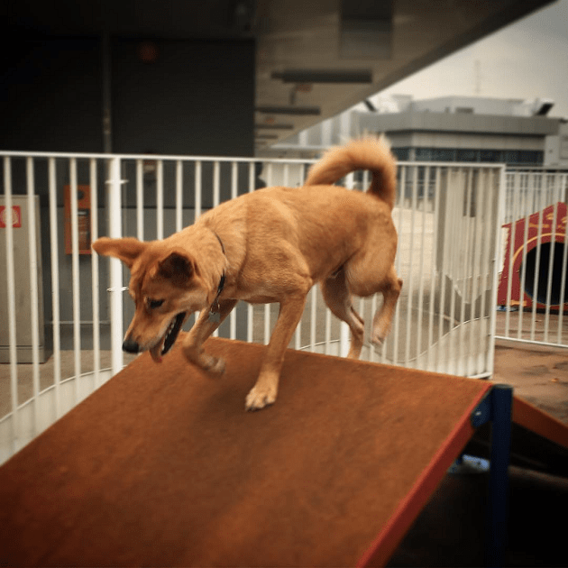 k9 park obstacle course dog playground nex