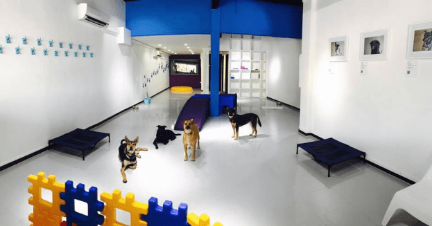 Pet hotels - doggies galore