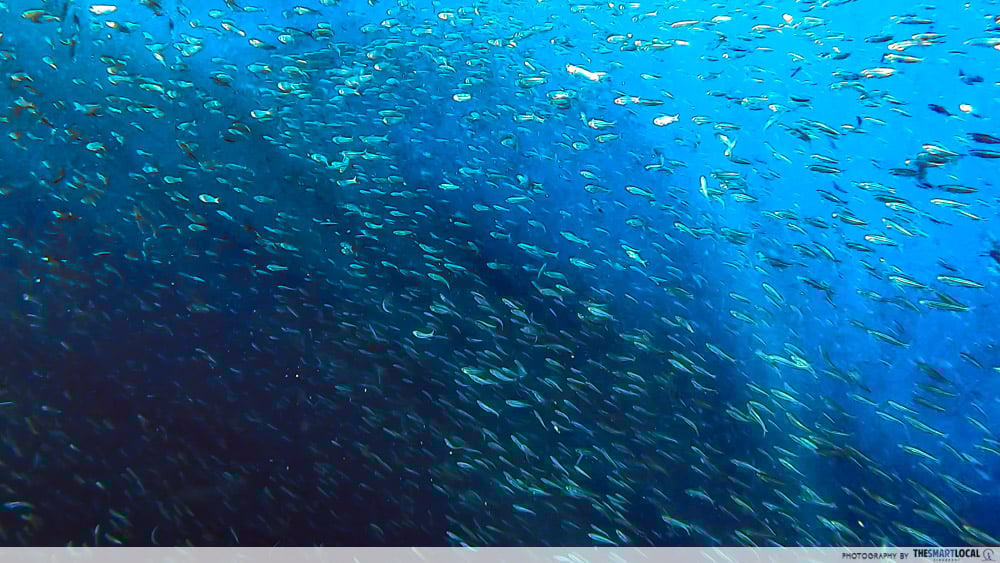 house reef sardines