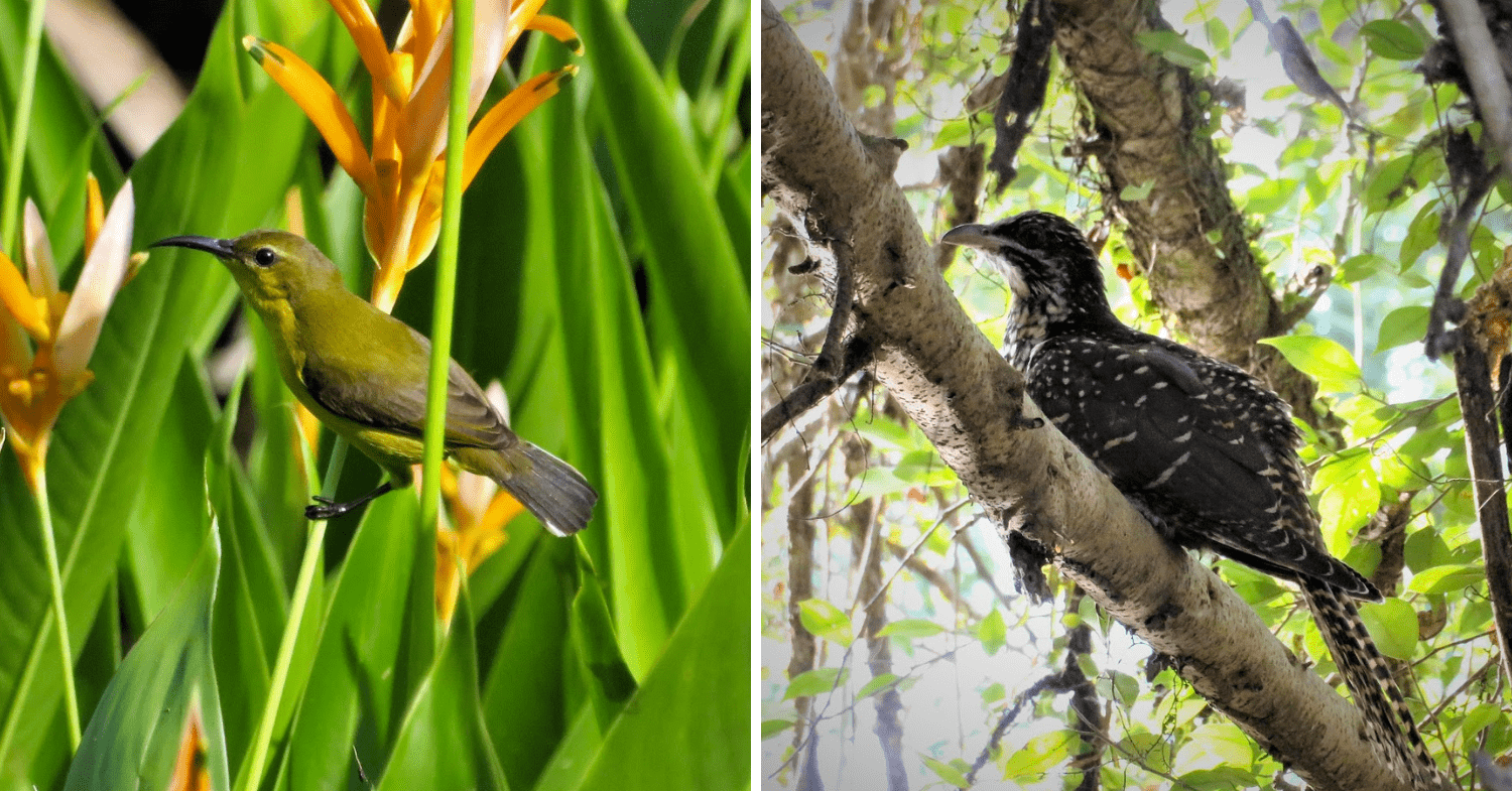 Common species of birds