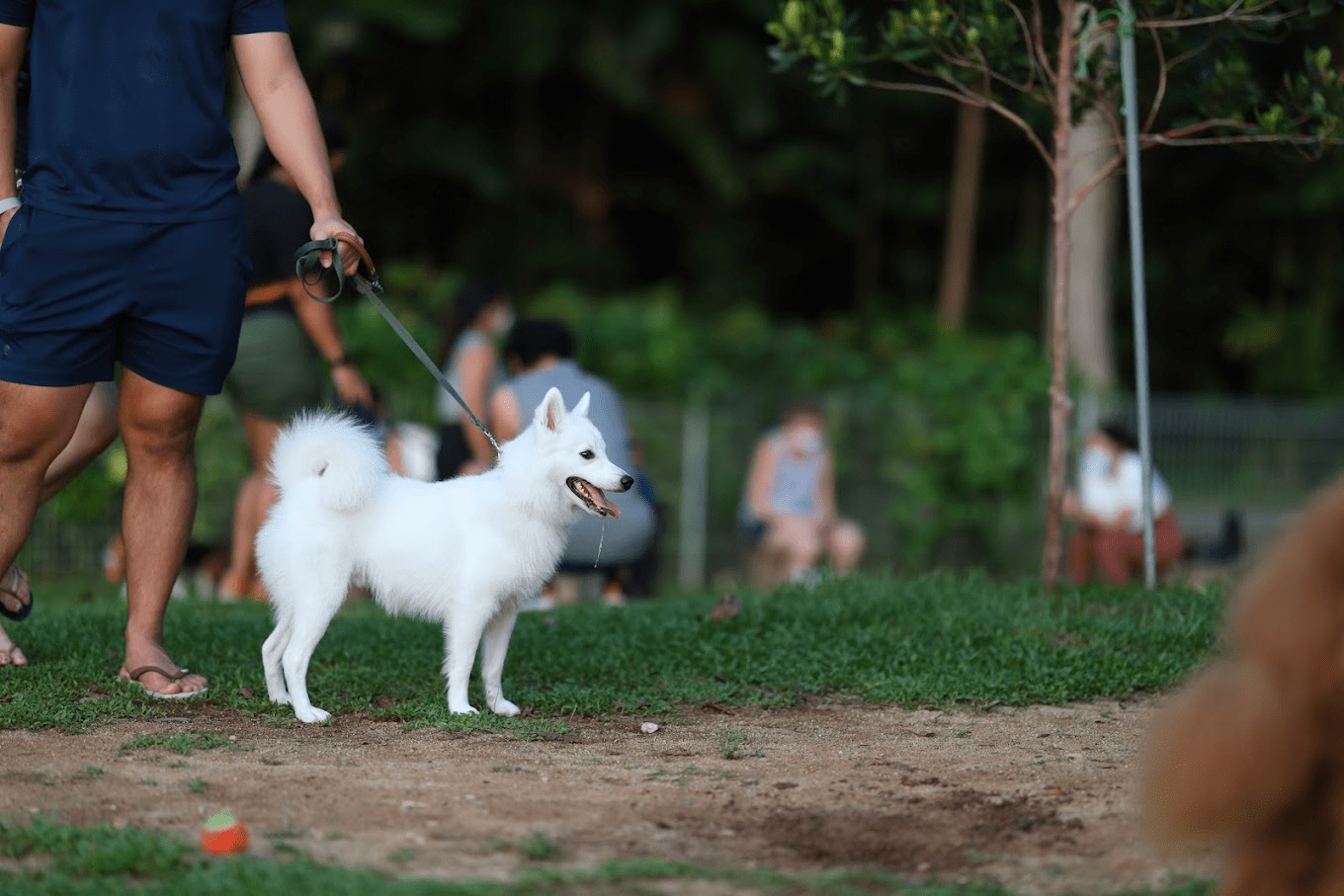 parkland green dog run