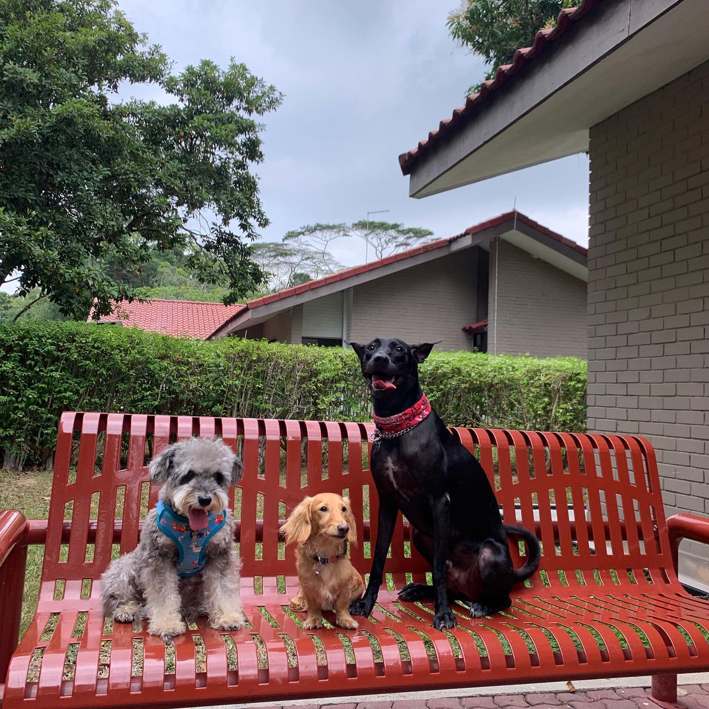 Pet-Friendly Hotels, Resorts, & Chalets in Singapore -CSC Loyang Sea View Bungalow
